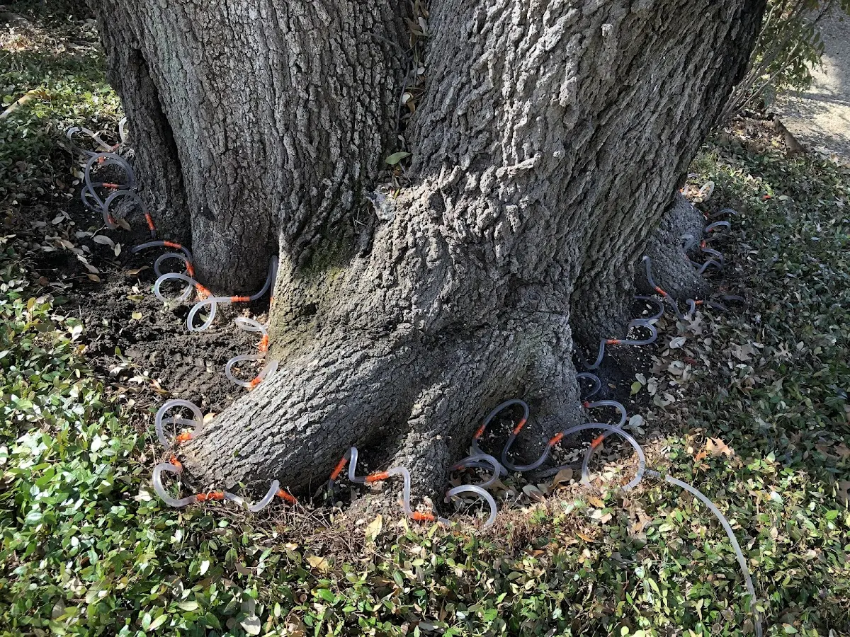 Detailed Tree Cabling and Bracing job site in Oyster Bay