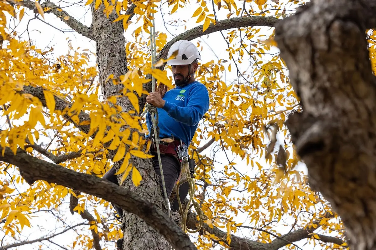 Skilled Tree Planting crew working in Oyster Bay